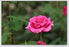月季花【丙午年-406】