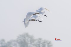 庄河鹭泊湖（85）