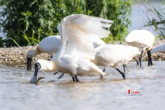 庄河鹭泊湖（85）