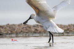 庄河鹭泊湖（85）