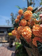 漫步星城 （901）小野坡看 梅 花 鹿