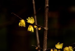 2026花卉植物赏析【4】