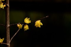 2026花卉植物赏析【4】