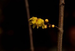 2026花卉植物赏析【4】