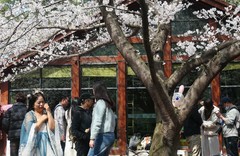 东湖樱花园（九）