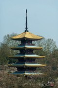 东湖樱花园（九）