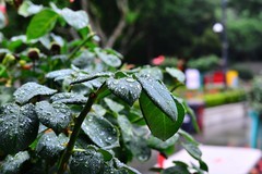 绵绵细雨中感受这里的夏日