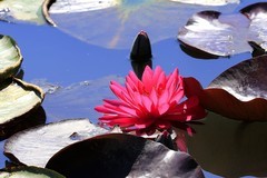 《睡莲花10》