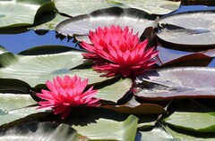 《睡莲花10》