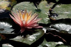 《睡莲花10》