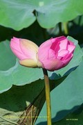 并蒂莲 （广州 流花湖公园）