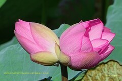 并蒂莲 （广州 流花湖公园）