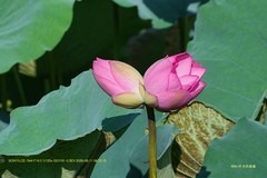 并蒂莲 （广州 流花湖公园）