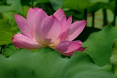 荷花二