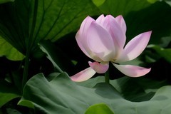 荷花二