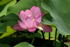 荷花二