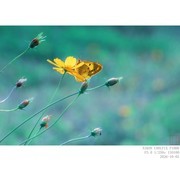 蜂蝶戏秋英