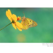 蜂蝶戏秋英