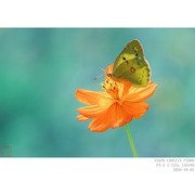 蜂蝶戏秋英