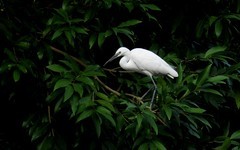 [26300] 晓港湖的白鹭（2）