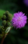 华南植物园