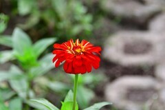 秋天依然绽放的小花