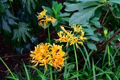 秋天依然绽放的小花