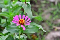 秋天依然绽放的小花