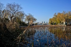 冬日——明湖随拍 （三）