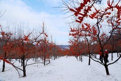 东村——沙棘果园