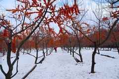 东村——沙棘果园