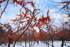 东村——沙棘果园