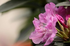 杜鹃花  【一】2025.284