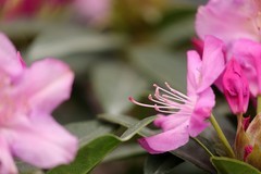 杜鹃花  【一】2025.284