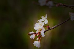 植物园拍樱花 2