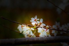 植物园拍樱花 2