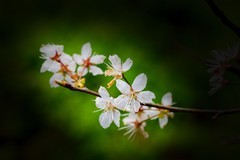 植物园拍樱花 2