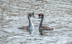 凤头僻鹈（十三）