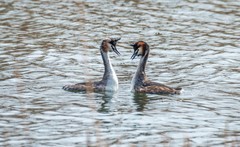 凤头僻鹈（十三）