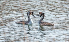 凤头僻鹈（十三）