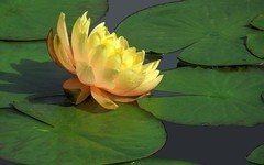 [26100] 云溪植物园的莲花