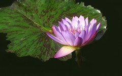 [26100] 云溪植物园的莲花