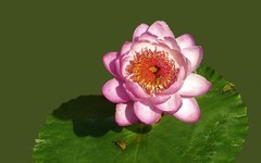 [26100] 云溪植物园的莲花