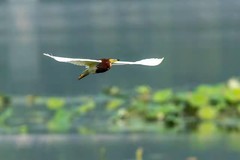 天上飞来一只池鹭【连拍】