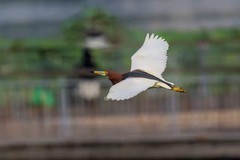 天上飞来一只池鹭【连拍】