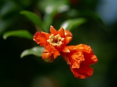 火红的石榴花