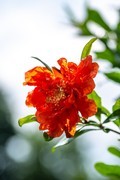 火红的石榴花