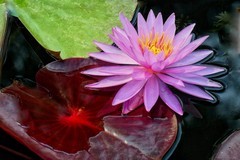 植物园睡莲