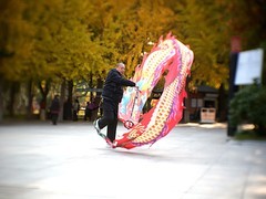 银杏树下飞龙舞