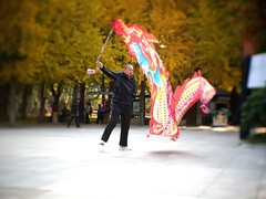 银杏树下飞龙舞